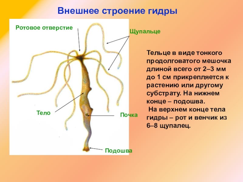 Кракен 15at